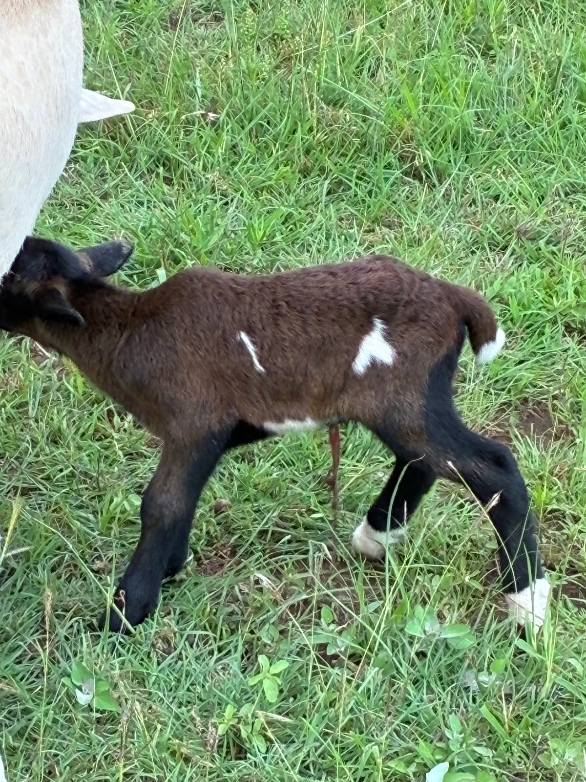 brown newborn lamb with white spots in grass
