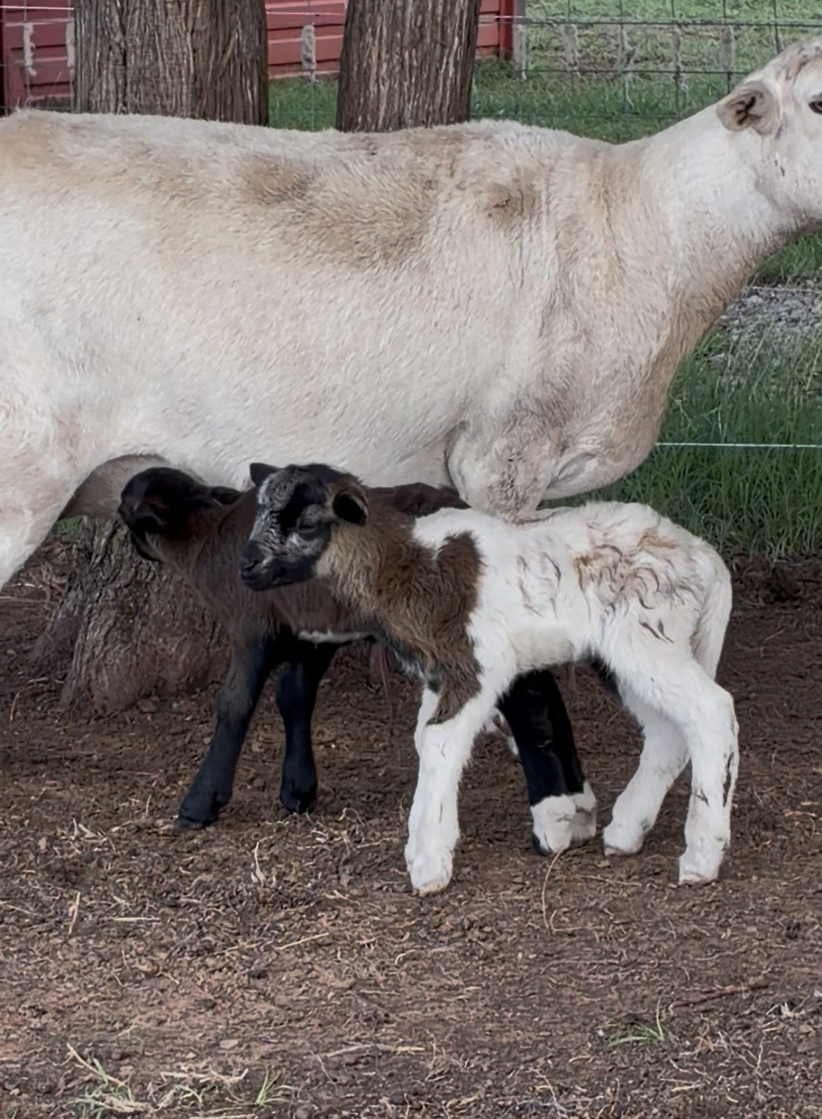 two lambs with their mother ewe