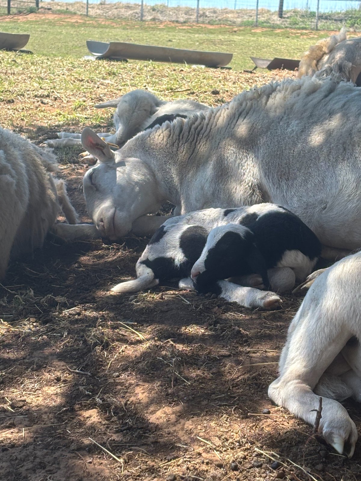 ewe and black-and-white lamb napping in shade
