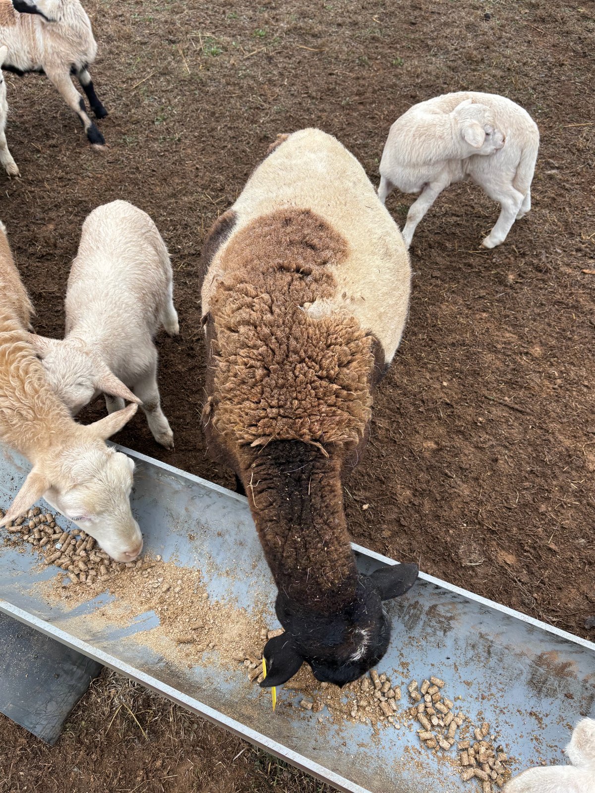 sheep and lambs at the feed trough