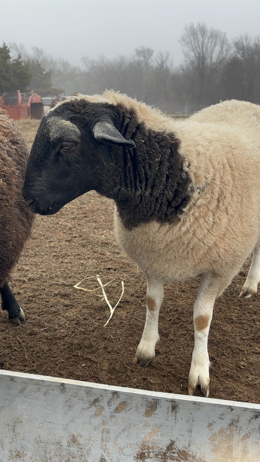 black-faced ewe