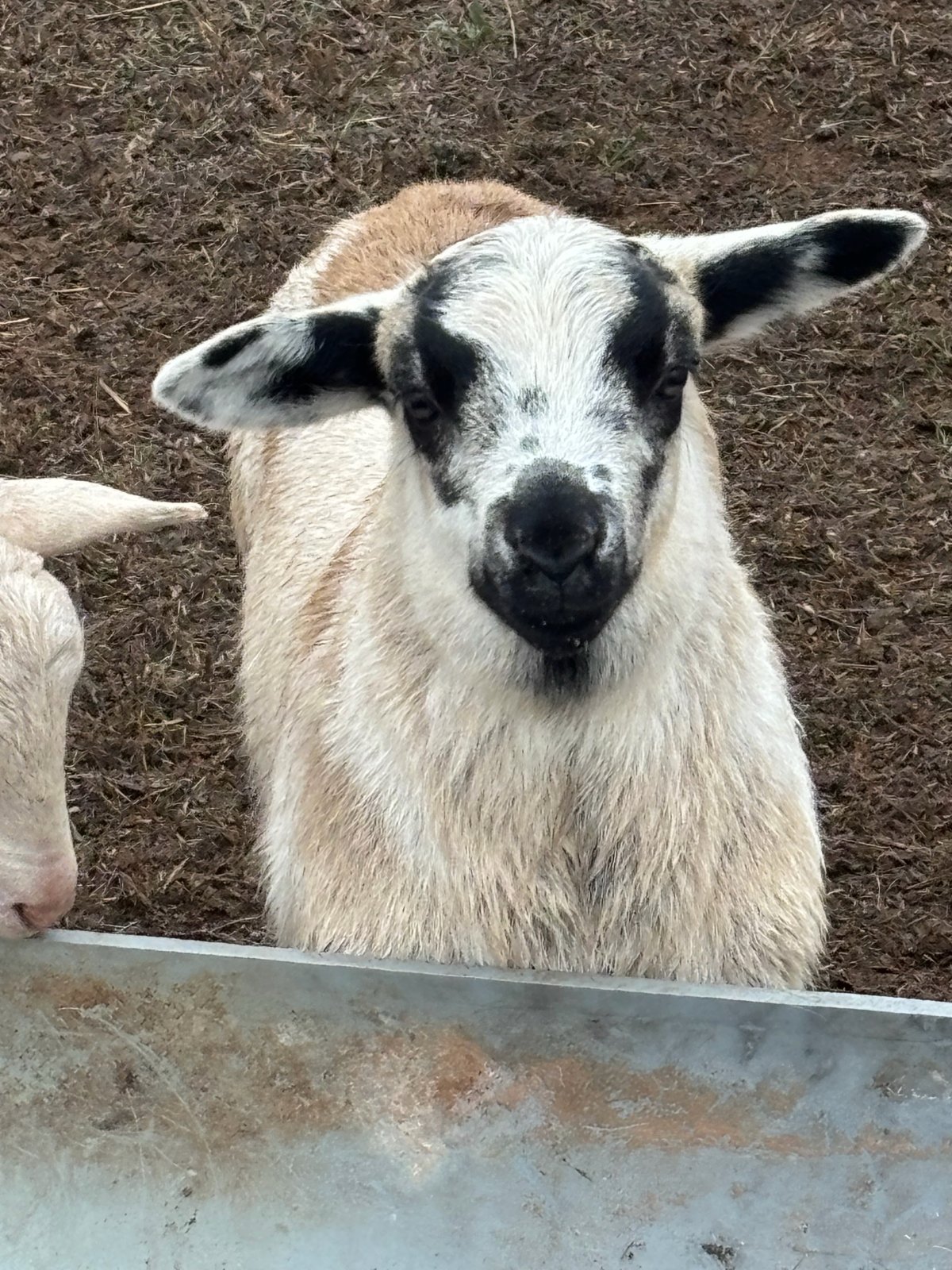 spotted lamb looking at the camera