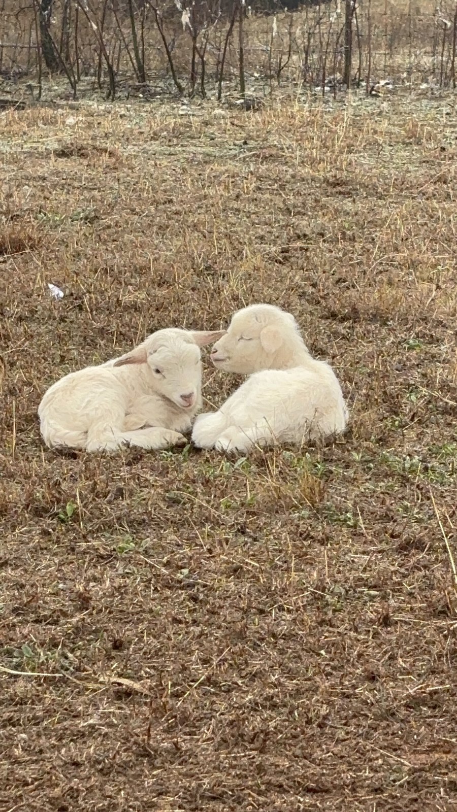 two white lambs resting together
