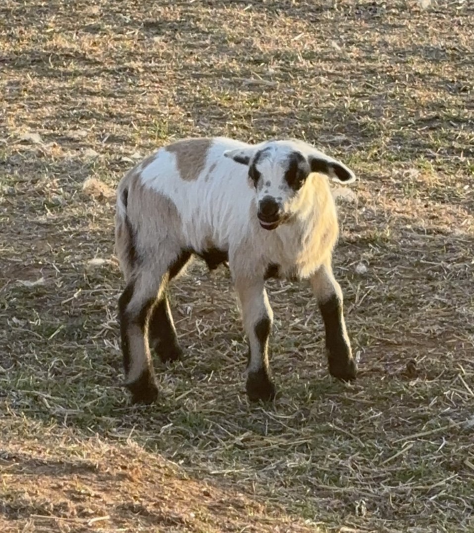 spotted lamb at sunset